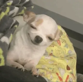 🐶 Hund, Chihuahua, süß, Haustier, Tier telegram sticker