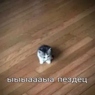 🌟 ыыыыааааыа пиздец gatito, gato, lindo, animal, ruso, ofensivo, gracioso telegram sticker