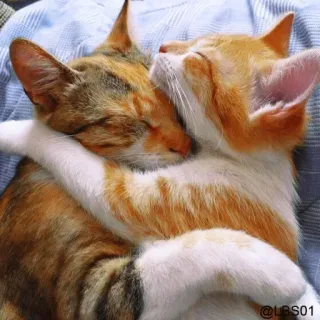 💛 @LBS01 gatos, abrazando, lindo, amistad, animales, amor whatsapp sticker