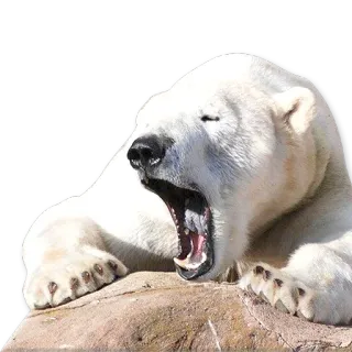 😴 белый медведь, медведь, животное, дикая природа, млекопитающее, арктика telegram sticker