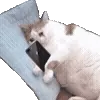 🐱