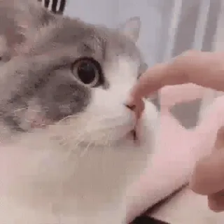 🐱 cat, kitten, pet, cute, animal, finger, nose, touching whatsapp sticker