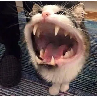 👹 kot, ziewanie, zwierzę, zwierzę domowe, zęby, usta telegram sticker