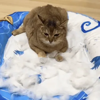 🐾 猫, 宠物, 小猫, 动物, 可爱, 家养, 猫科 telegram sticker