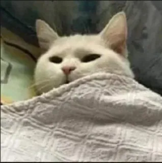 😒 gatto, animale, animale domestico, carino, meme, coperta, assonnato telegram sticker