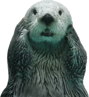 😱 wydra, zwierzę, wydra morska, ssak, słodki, dzika przyroda telegram sticker
