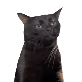 🥴 cat, black cat, animal, pet, meme telegram sticker