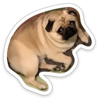 😕 dog, pug, animal, pet, cute telegram sticker