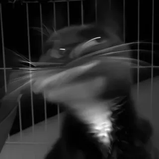 🐈‍⬛️ кот, клетка, черно-белый, питомец, животное telegram sticker