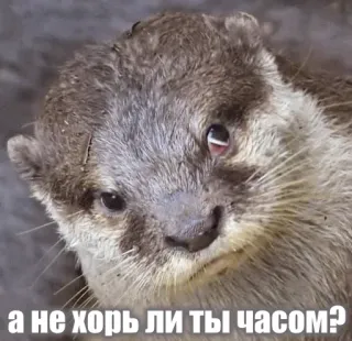🦦 а не хорь ли ты часом? otter, animal, funny, meme telegram sticker