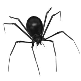 🕷️ araignée, insecte, arachnide, animal, effrayant whatsapp sticker