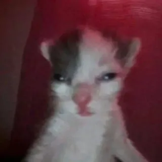 🫶 kitten, cat, funny, meme, cute, animal, pet telegram sticker