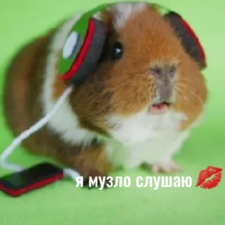 🎵 Я музло слушаю cochon d'Inde, écouteurs, musique, animal, mignon telegram sticker