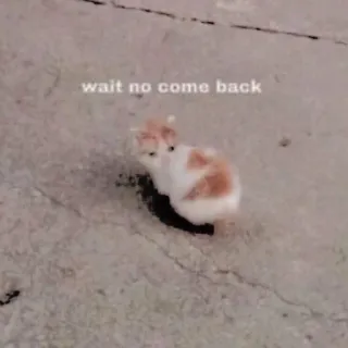 🥺 wait no come back แมว, ลูกแมว, เศร้า, ขอร้อง telegram sticker