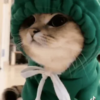 🐸 猫, 帽衫, 可爱, 动物, 宠物 whatsapp sticker