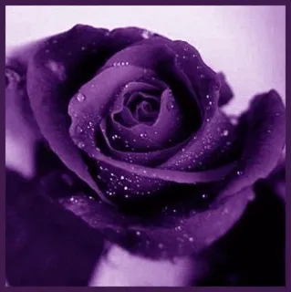 🥀 violet, rose, fleur, nature, floral, éclosion whatsapp sticker
