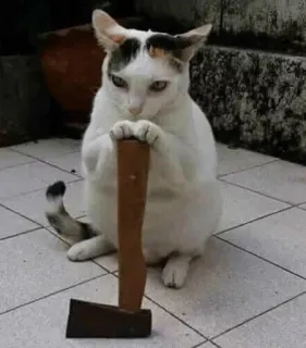 😾 猫, 斧, 面白い, ミーム, 動物, ペット telegram sticker
