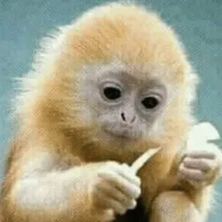 😔 singe, animal, mignon, Rhinopithèque de Roxellane, primate telegram sticker