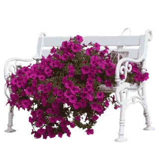 🌹 скамейка, цветы, петунии, сад, белая скамейка, фиолетовые цветы, скамейка в парке telegram sticker