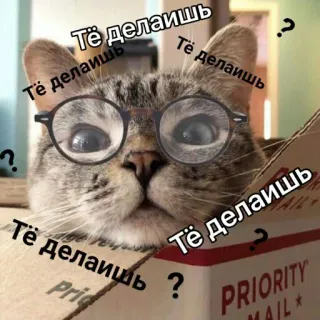 😌 Тё делаишь кот, очки, коробка, мем, животное, вопрос, смешной telegram sticker