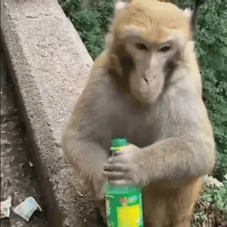 🥤 monkey, animal, drink, bottle, nature, wildlife whatsapp sticker
