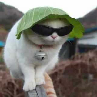 🥬 gatto, occhiali da sole, animale, cavolo, animale domestico, divertente, cool, carino telegram sticker