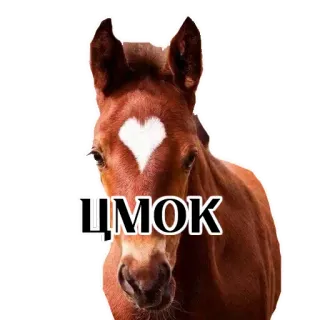❤ ЦМОК ngựa, trái tim, động vật, dễ thương, nhãn dán, văn bản whatsapp sticker