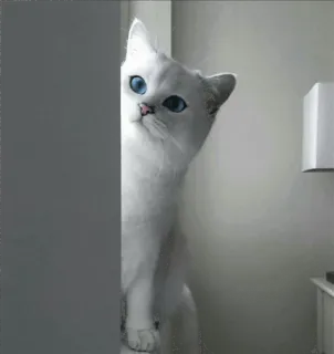 🌝 gato, gato branco, olhos azuis, animal, animal de estimação, fofo, espiando whatsapp sticker