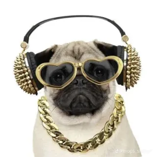 🥽 pug telegram sticker