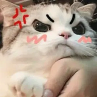 😡 Katze, wütend, niedlich, Tier, Aufkleber, Meme, lustig whatsapp sticker