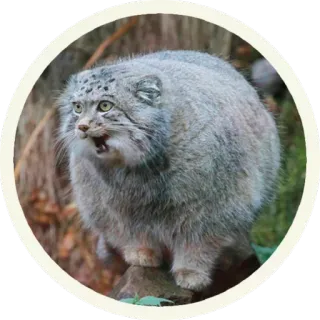 😋 кот, манул, животное, дикий кот, млекопитающее, кошачьи telegram sticker