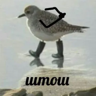 🤔 штоош vogel, laarzen, grappig, meme, dier telegram sticker