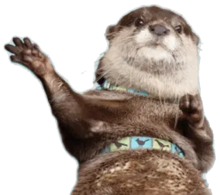 ✋ otter, animal, mammal, cute, wave, friendly telegram sticker