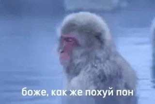 💫 боже, как же похуй пон monyet, salju, bosan, kera telegram sticker