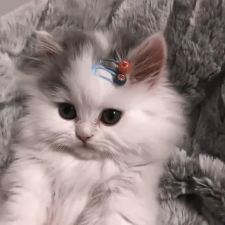 🎀 小猫, 猫, 可爱, 宠物, 动物, 毛茸茸, 家畜 telegram sticker