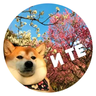 ✳️ Итё dog, shiba inu, flowers, cherry blossoms, cute whatsapp sticker