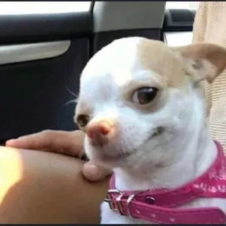 😏 dog, chihuahua, animal, pet, cute telegram sticker