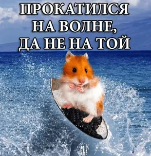 ☹ ПРОКАТИЛИСЬ НА ВОЛНЕ, ДА НЕ НА ТОЙ Hamster, Surfen, Meer, Welle, Tier, Niedlich, Lustig telegram sticker