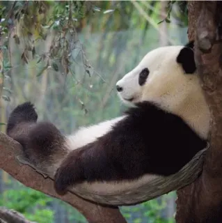 😴 panda, animals, mammals, bear, nature, wildlife, resting, lazy telegram sticker