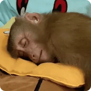 🪷 mono, animal, durmiendo, descanso, almohada, lindo whatsapp sticker