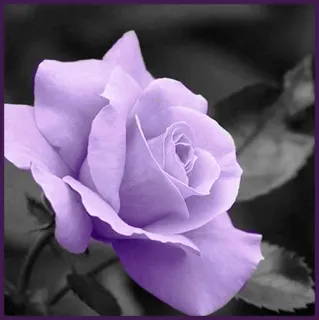 🥀 rose, fleur, violet, floral, nature, plante, floraison whatsapp sticker
