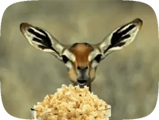🍿 животное, газель, попкорн, смешной, олень, дикая природа telegram sticker