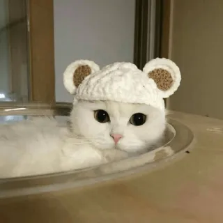 🌝 고양이, 동물, 애완동물, 새끼 고양이, 모자, 흰 고양이, 귀여운, 집고양이 telegram sticker