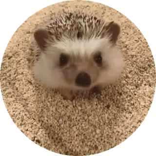 🌟 nhím, động vật, dễ thương, thú cưng, nhỏ, động vật có vú telegram sticker