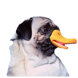 😳 pug, dog, animal, pet, duck beak, costume, cute whatsapp sticker