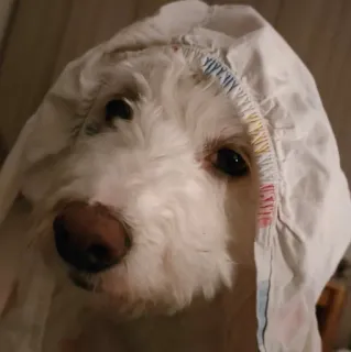 😶 cão, animal de estimação, animal, retrato, engraçado, fofo, coberto telegram sticker