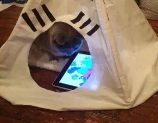 📲 gato, tablet, tenda, animal, gato doméstico whatsapp sticker