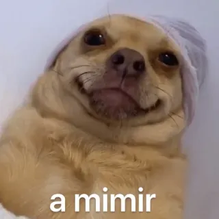 😴 a mimir hond, chihuahua, schattig, dier, grappig, slaap, meme telegram sticker