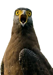 😱 chim, đại bàng, la hét, thiên nhiên, động vật hoang dã telegram sticker