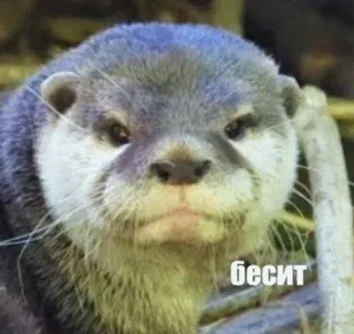 😡 бесит otter, angry, irritated, meme, russian, annoyed telegram sticker